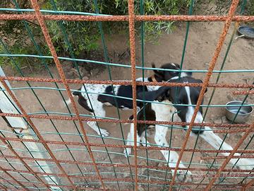 Cucciolone pointer maremmano per cinghiale