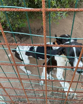 Cucciolone pointer maremmano per cinghiale