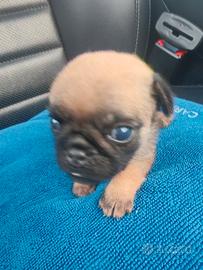 Cane carlino ciug
