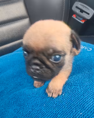 Cane carlino ciug