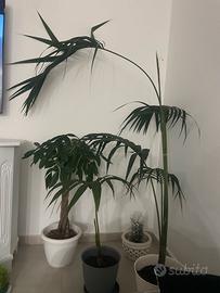 Pianta