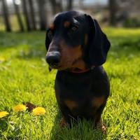 Bassotto nano femmina 3 anni