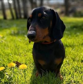 Bassotto nano femmina 3 anni