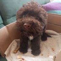 Cucciola di Lagotto Romagnolo con pedigree