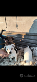 Cuccioli cane