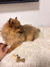 Volpino di Pomerania Spitz tedesco Mini