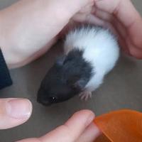 Criceti dorati bianchi e neri