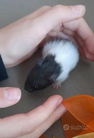 Criceti dorati bianchi e neri