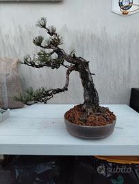 Bonsai di Pino