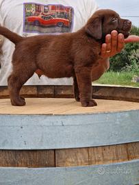 Cuccioli di Labrador Papà Campione di bellezza