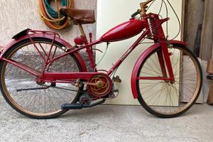 Mosquito garelli