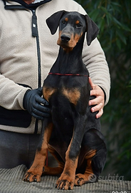 Cucciola di dobermann