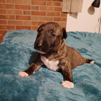 Bull terrier miniature