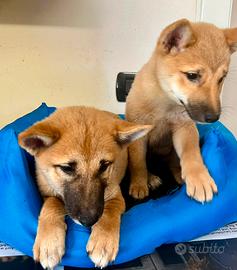 Shiba inu maschi e femmine ( cuccioli disponibili