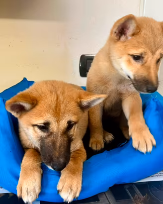 Shiba inu maschi e femmine ( cuccioli disponibili