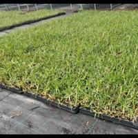 Gramignone prato in seminiere da 104 piantine