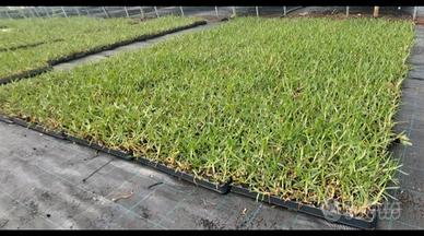 Gramignone prato in seminiere da 104 piantine