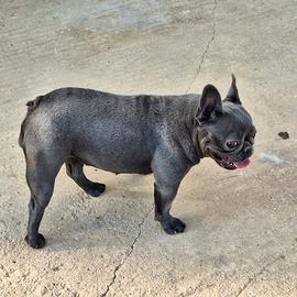 Femmina di bulldog