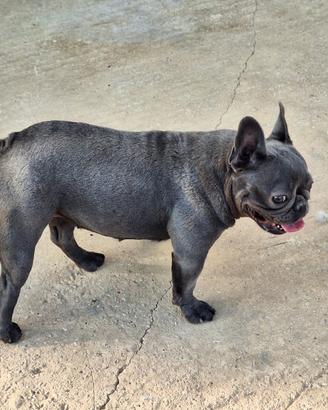 Femmina di bulldog