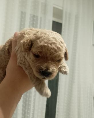 Cane barboncino phantom