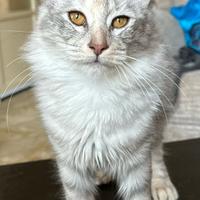 Gattina di razza, Angora Turco - Bella