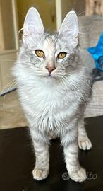 Gattina di razza, Angora Turco - Bella