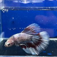 Betta super delta