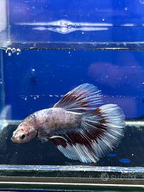Betta super delta