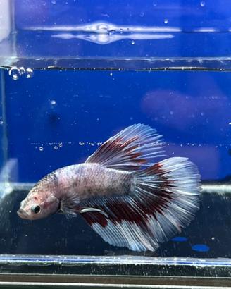 Betta super delta