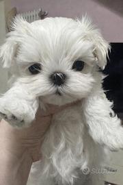 Maltese femmina