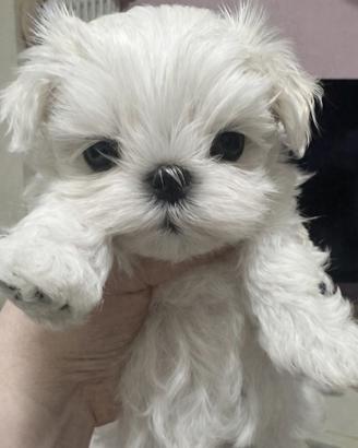 Maltese femmina