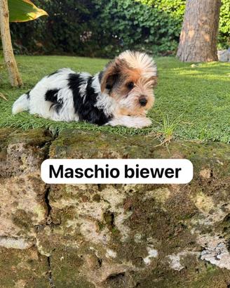 Cuccioli di Yorkshire