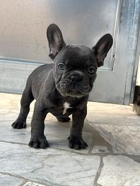 Cuccioli di Bulldog Francese Blu