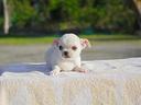 cucciolo-di-chihuahua