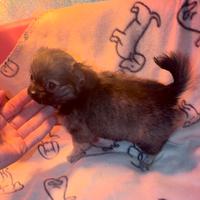 Chihuahua femminuccia pelo lungo