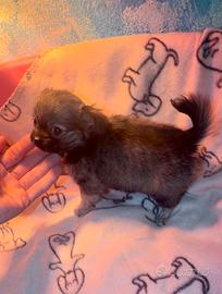 Chihuahua femminuccia pelo lungo