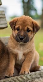 Cucciolo maschio shiba inu 2 mesi