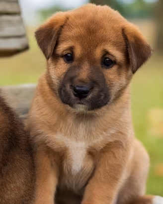Cucciolo maschio shiba inu 2 mesi