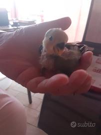 Pullo inseparabile
