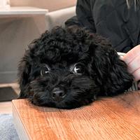 Camillo Barboncino toy