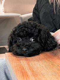 Camillo Barboncino toy