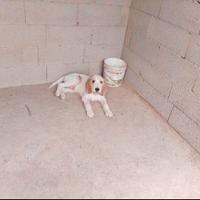 Cucciolo di Vandeano