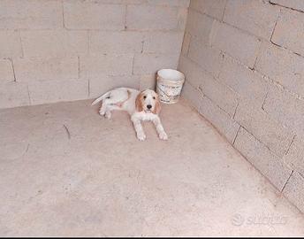 Cucciolo di Vandeano