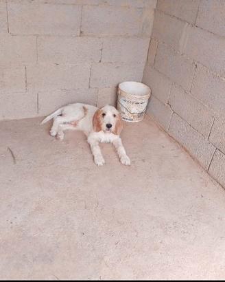 Cucciolo di Vandeano