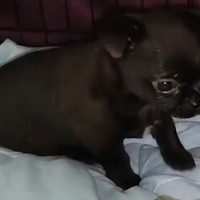 Dolcissima cucciola femmina di chihuahua pelo cort