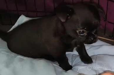 Dolcissima cucciola femmina di chihuahua pelo cort