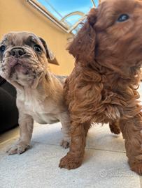 Bulldog francese (ultimo prezzo x natale)