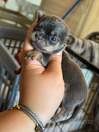 Chihuahua meraviglioso blu tan