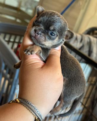 Chihuahua meraviglioso blu tan