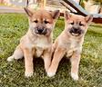 shiba-inu-nati-da-noi-cuccioli-di-2-mesi-